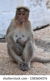A friendly, handicapped monkey which is separated from its group.