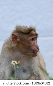 A friendly, handicapped monkey which is separated from its group.