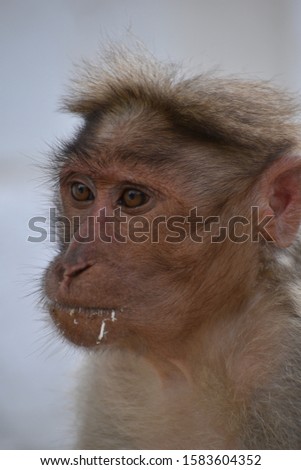 A friendly, handicapped monkey which is separated from its group.