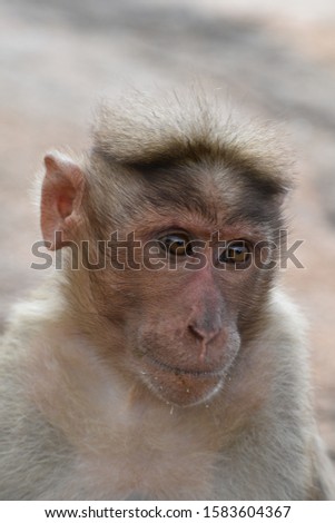 A friendly, handicapped monkey which is separated from its group.