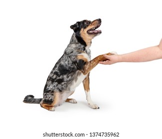 Friendly Happy Australian Shepherd Crossbreed Dog Sitting To Side Raising Paw To Shake Hands With Owner