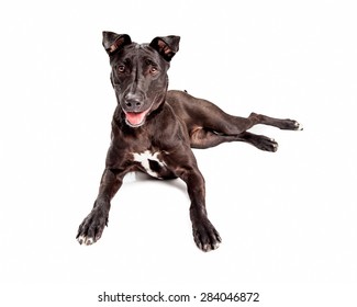 A Friendly And Happy Black Mixed Large Breed Dog With A Healthy And Shiny Black Coat Laying Down With Mouth Open