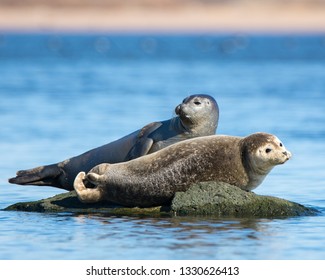 Friendly Harbor Seals