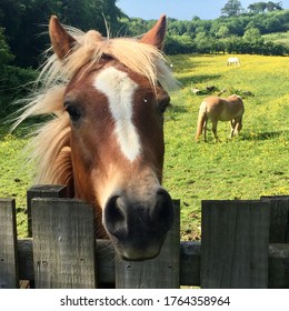 A friendly horse peers over a fence in a pasture outside of Belfast, N. Ireland.  Other horses graze in the field in the background.