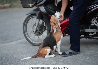 Friendly Interaction Between a Beagle Dog and a Human Near a Motorcycle