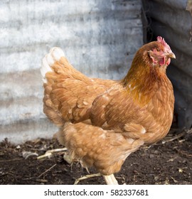 Friendly Isa Brown Hens Hybrid Type Stock Photo 582337681 | Shutterstock