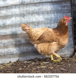 Friendly Isa Brown Hens Hybrid Type Stock Photo (Edit Now) 582337756