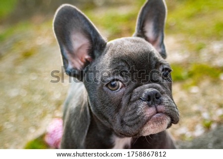 Similar – Portrait of a very young French Bulldog