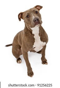 A Friendly Looking Pit Bull Dog Sitting On A White Backdrop