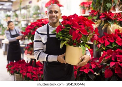 Friendly male flower shop owner offering blooming potted plants Poinsettias pulcherrima for sale