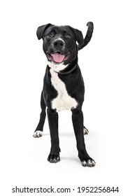 Friendly Medium-sized Black And White Rescue Dog Standing Facing And Looking Forward With Happy Smiling Expression