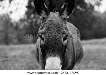 Friendly mini donkey closeup looking at camera in black and white from farm field.