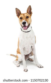 Friendly Mixed Large Breed Dog With Happy Expression Sitting On White And Looking Forward