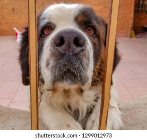 Friendly Next Door Neighbor, A Saint Bernard Mix.
El Paso, Texas
29 January 2019