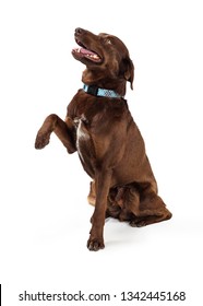 Friendly Obedient Brown Labrador Retriever Dog Sitting Side Looking Up Raising Paw To Shake