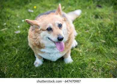 メタボ 犬 の画像 写真素材 ベクター画像 Shutterstock