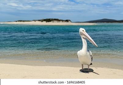 Friendly Pelican, Flinders Island, Tasmania