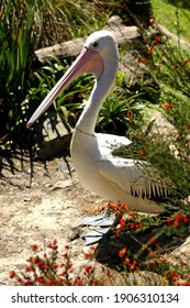 Friendly Pelican At Wellington Zoo