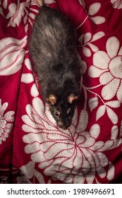 Friendly Pet Berkshire Rat Playing On Bed With Red Blanket