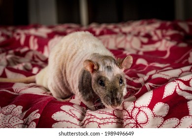 Friendly Pet Double-rex Patchwork Hairless Rat Playing On Bed