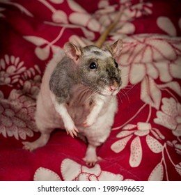 Friendly Pet Double-rex Patchwork Hairless Rat Playing On Bed