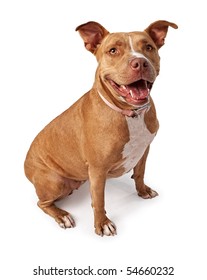 Friendly Pit Bull Dog Isolated On White