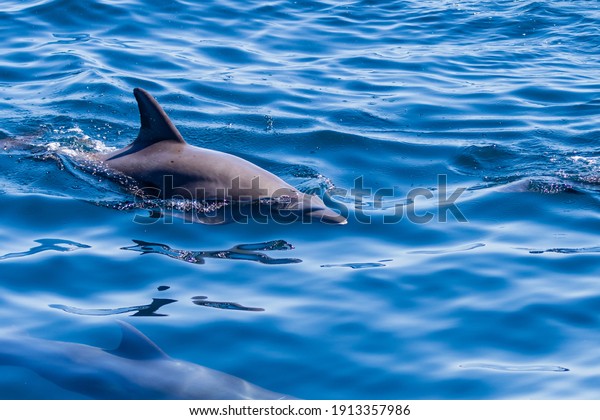 Friendly pod of Common Dolphins on the surface of\
a tropical ocean.