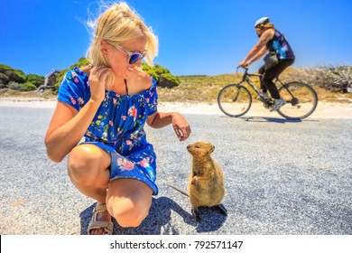 Friendly Quokka sniffing girl hand on street in Rottnest Island, near Perth in Western Australia. Smiling woman interacts with a Quokka, icon of island. An unrecognizable cyclist on blurred background