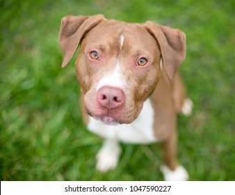 4,292 Pit bull mixed breed dog Images, Stock Photos & Vectors ...