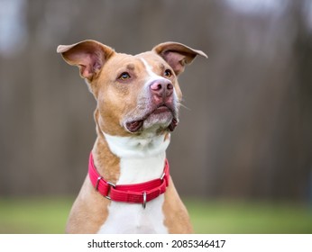 A friendly red and white Pit Bull Terrier mixed breed dog with large floppy ears and wearing a red collar - Powered by Shutterstock