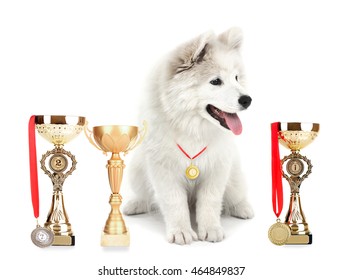 Friendly Samoyed Dog With Trophy Cups And Medals Isolated On White