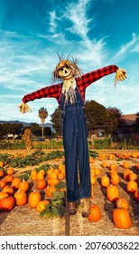 Friendly Scarecrow at a Pumpkin Patch