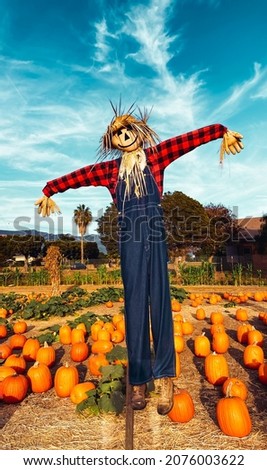 Friendly Scarecrow at a Pumpkin Patch