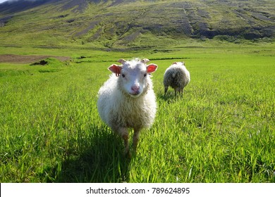 Friendly sheep looking at the camera at beautiful mountainous scenery on the green grass with one sheep in the back showing bottom. Picture was taken in Iceland, sheep were following people.