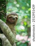 Friendly sloth climbing a tree