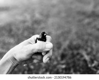 A Friendly Small Bird in Human Hand in Black and White Image - Shutterstock ID 2130194786