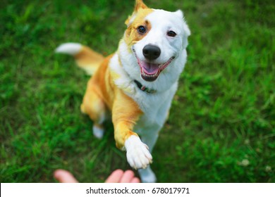 Friendly Smart Dog Giving His Paw Close Up