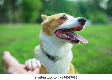 Friendly Smart Dog Giving His Paw Close Up