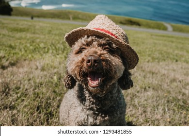 
Friendly Spanish Water Dog, Playing In The Park On A Sunny Summer Day In The North Of Spain. With The Wind Moving The Hair Of His Face Wearing A Straw Hat. Lifestyle.