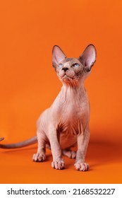 Friendly Sphynx Hairless Kitten Sitting On Orange Background With Shadow And Looking Up With Desire To Play. Cat Has Beautiful Wrinkled Bicolor Skin And Shiny Blue Eyes. Big Family Friends Concept.