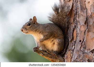 friendly squirrel captured at sunset in a tree in our neighborhood