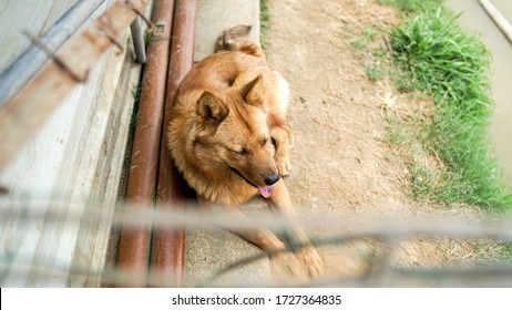 A Friendly Stray Dog Is Resting Behind The Fence At The Dog Shelter, Stolen Pet For Food Market, Animals Rights, China, Pet Rescue Center, Human's Best Friends, Loyalty, Guard Dog At The Factory
