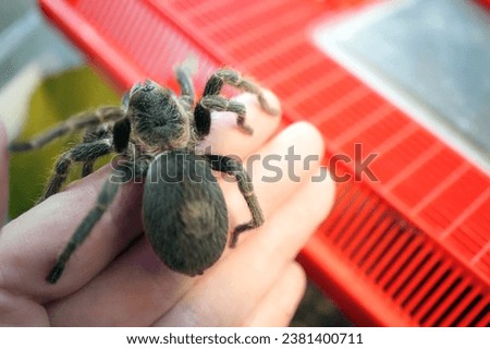 friendly tarantula climbs on owner's hand