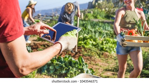 Friendly team harvesting fresh vegetables from the community greenhouse garden and planning harvest season on a digital tablet - Focus on man hands - Healthy lifestyle and organic products concept - Powered by Shutterstock