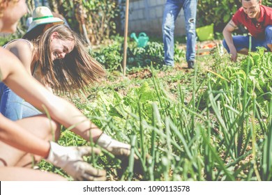 Friendly Team Harvesting Fresh Vegetables In The Community Greenhouse Garden - Happy Young People At Work Picking Up Organic Onions And Garlic - Focus On Top Woman Face - Healthy Lifestyle Concept