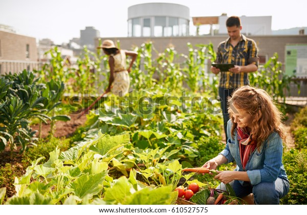 Friendly\
team harvesting fresh vegetables from the rooftop greenhouse garden\
and planning harvest season on a digital\
tablet