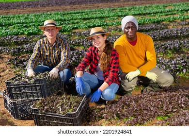 Friendly Team Of Seasonal Farm Workers Posing On Field Near Boxes With Harvested Leaf Vegetables