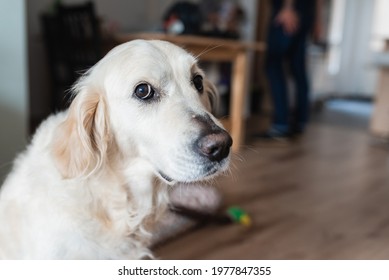 Friendly White Dog Of Golden Retriever Breed Looking At Camera With A Gesture Of Guilt.