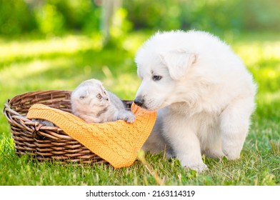 Friendly white Swiss Shepherd`s puppy kissing kitten on green grass