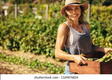 Friendly woman harvesting fresh vegetables from her farm. Beautiful female carrying carte full fresh harvest in the farm.